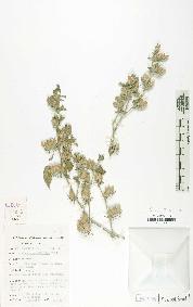 spécimen de Barleria acanthoides